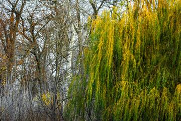 Contrasts of late autumn with green and dry trees.