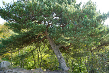 Ancient Pine Tree With Gnarled Roots Basking In Sunlight At Black Rocks, Cromford, Derbyshire Woodland Park