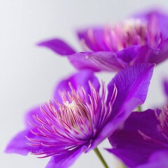 Close Up Purple Clematis Flowers