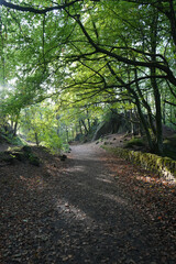 Sunlit Forest Path Winding Through Vibrant Green Trees, Ancient Rocks, And A Mossy Stone Wall At Black Rocks, Cromford, Derbyshire In Autumn.