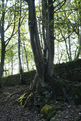 Sunlight Filters Through Ancient Trees And Leaves, Illuminating A Moss-covered Stone Wall And Gnarled Roots At Black Rocks, Cromford, Derbyshire.