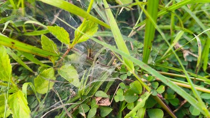 Spider on grass web