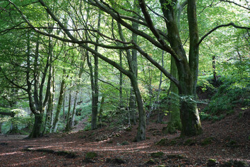 Sunlit Woodland Path Winding Through Ancient Trees In The Vibrant Black Rocks Forest, Cromford, Derbyshire