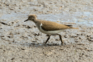 Chevalier guignette,Actitis hypoleucos, Common Sandpiper