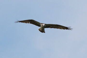 Balbuzard pêcheur