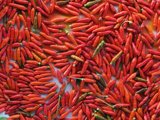Fototapeta premium A vivid, high-density macro photography image capturing the raw, chaotic abundance and texture of freshly harvested Bird's Eye Chilies (Prik Kee Noo). The composition emphasizes the intense red colora