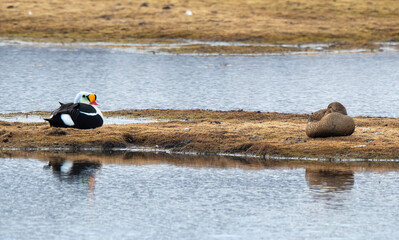 Eider &agrave; t&ecirc;te grise