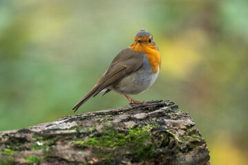 Rougegorge familier,
Erithacus rubecula, European Robin