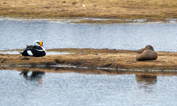Eider &agrave; t&ecirc;te grise