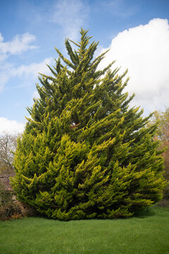 Cypr&eacute;s de Leyland