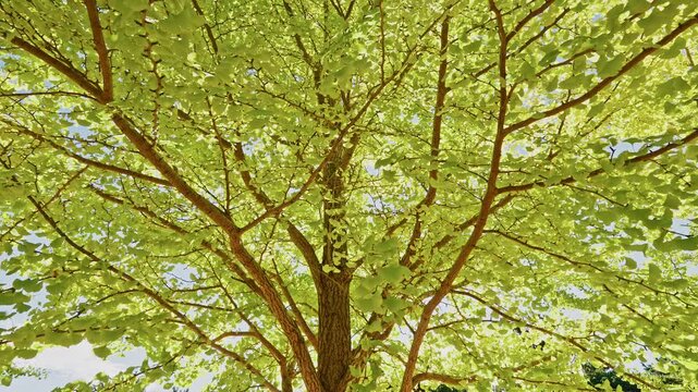 Wide low-angle view showing the entire expansive canopy of a ginkgo tree with bright, lime-green leaves and brown branches.