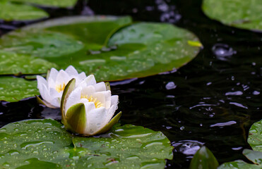 white water lilies photographed during the rain. blurred background. colorful flower photo. natural nature. close-up. natural lighting.