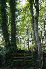 Sunlit Ancient Woodland At Black Rocks In Cromford, Derbyshire, Featuring Old Trees With Lush Ivy And A Rustic Wooden Fence