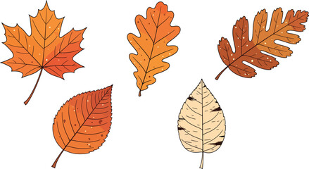 Obraz premium Autumn leaves collection Vector