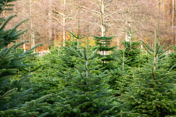 Christmas fir pine tree growing in a nursery in a European forest. Close up shot, early winter, no snow,  no people