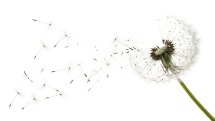 Flurry of whimsical dandelions dancing in the breeze cut out on PNG. AI generated.  © Shohidul