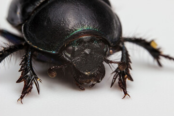 dung beetle. scarab on a light background. colorful macro photo of an insect. close-up. design material. free space.