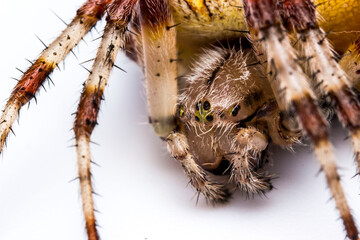 cross spider. close-up. insect portrait on light background. extreme close-up. insect mouthparts. screensaver.