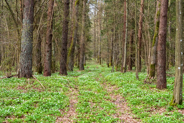 A path in the Bialowieza Forest in early spring.