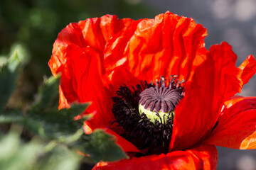 bright red red poppy flowers in the natural environment. close-up. flower buds. poppy seed boxes. natural lighting