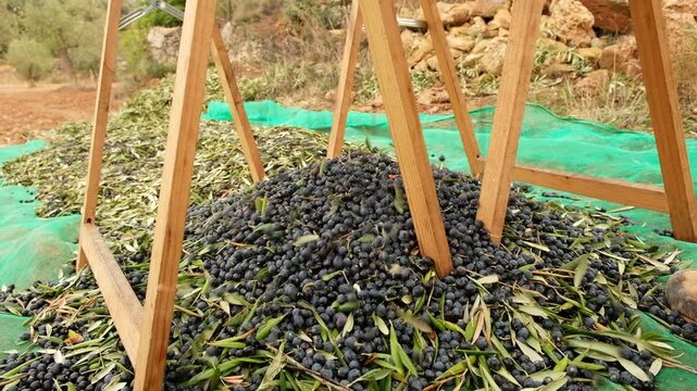 Close-up of freshly harvested black olives separated from leaves using a sieve