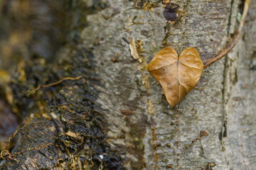 Close-up Heart-shaped ivy leaf on the bark of a corkscrew hazel, brown heart-shaped leaf, Corylus...