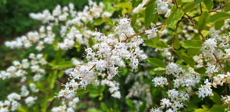 A twig of ligustrum sinense with white flowers blooms on a bush. Panorama.