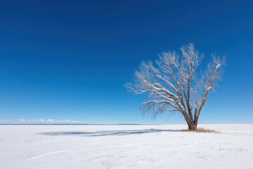 Solitary Snow Covered Tree on Plains Under Clear Blue Sky