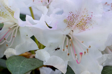 beautiful bright white rhododendron flowers. the azalea is white. close-up. blurred background. natural lighting