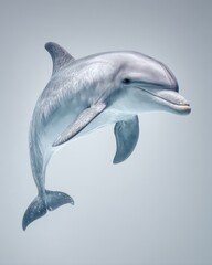 Fototapeta premium Dolphin in Motion Isolated on Blue.Dolphin gracefully swimming, isolated on a light blue background. Elegant curve, smooth texture, and aquatic motion captured
