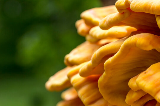 polypore. A yellow mushroom growing on an old tree on a blurred background with highlights and sideways.space for the text. a large plvn. natural lighting