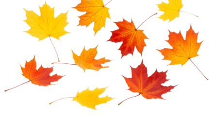 Vibrant autumn maple leaves in shades of yellow orange and red scattered on a black background