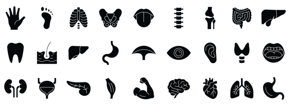 Human organs solid icon set. Anatomy, body parts, kidney, bladder, pancreas, intestine, thyroid, pelvis, skeleton, joint, hand, nose, mouth, tongue, and more. Vector illustration.