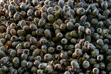 cedar cones are a solid background. beautiful background made of natural materials.