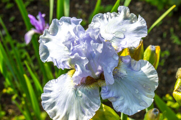 Beautiful iris blue reflection flowers in close-up on a blurred background. natural lighting