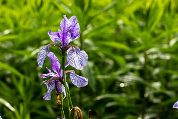 Siberian iris flower with water droplets after rain on a blurred background with highlights. colorful flower photo. close-up. natural lighting.
