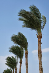 Palm trees against blue sky. Selective focus