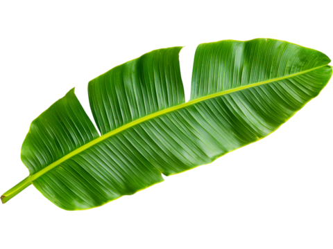 Large tropical banana leaf isolated on transparent background, perfect for summer, nature, and botanical designs.