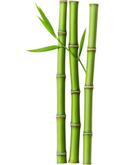 Fototapeta premium Fresh green bamboo stalks isolated on transparent background, perfect for eco, nature, and zen-inspired design projects.