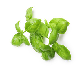 Sprigs with green basil leaves isolated on white, above view
