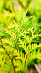 Yellow-Green Conifer Macro