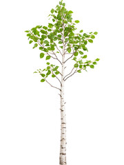 Young birch tree with green leaves isolated on transparent background, ideal for eco and landscape design visuals.