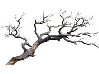 Obraz premium Leafless dead tree isolated on transparent background, perfect for autumn, drought, or environmental design themes.