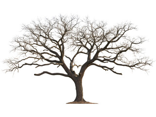 Fototapeta premium Large dead tree with wide branches isolated on transparent background, ideal for environmental or fantasy projects.