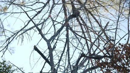 Dry tree branches against clear blue sky - Powered by Adobe