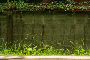 Aged brick wall with cracked plaster Abstract old dirty dark mossy plaster cement concrete wall,Small tree-during the growth on cement wall texture copy space background, vintage style