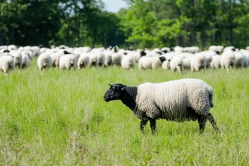 Obraz premium In this image, a black sheep stands out among a group of white sheep in a lush green meadow, symbolizing individuality amidst a uniform crowd.