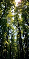 Fototapeta premium Vibrant forest canopy filtering sunlight, casting dappled patterns on the forest floor, foliage, woodland