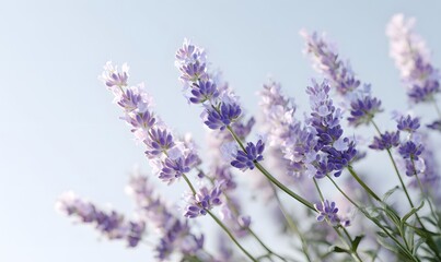 Obraz premium soft lavender flowers blooming downward with gentle curved stems, delicate translucent petals