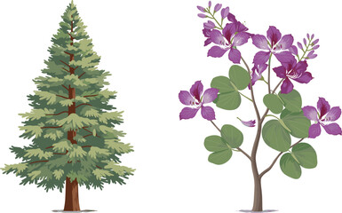 Coniferous pine tree and flowering purple tree, botanical contrast, vibrant blossoms, forest diversity, nature scene, seasonal foliage, outdoor landscape, plant structure, scenic environment,  